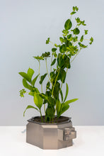 Load image into Gallery viewer, A001 (Third Nature)